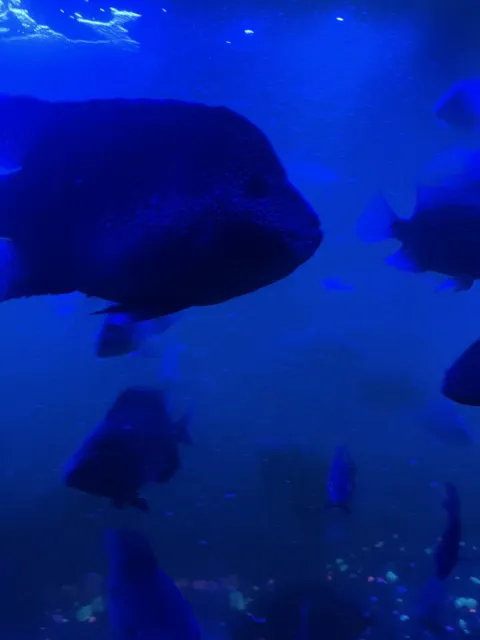 Texas Cichlid Freshwater Aquarium Fish 5”-7” (Male Or Female)
