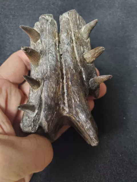 Crocodile Jaw Fossil