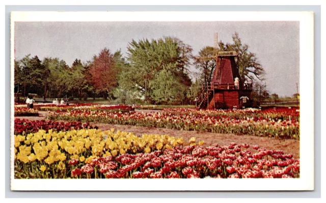 Postcard: MI 1969 Tulip Time, Windmill, Holland, Michigan - Unposted