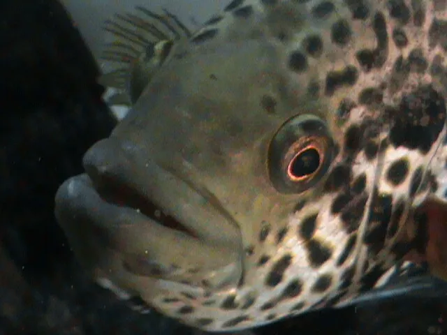 Pair of 1.5-2 in. Aztec Jaguar Cichlid.Exotic Tropical Live Freshwater  Fish
