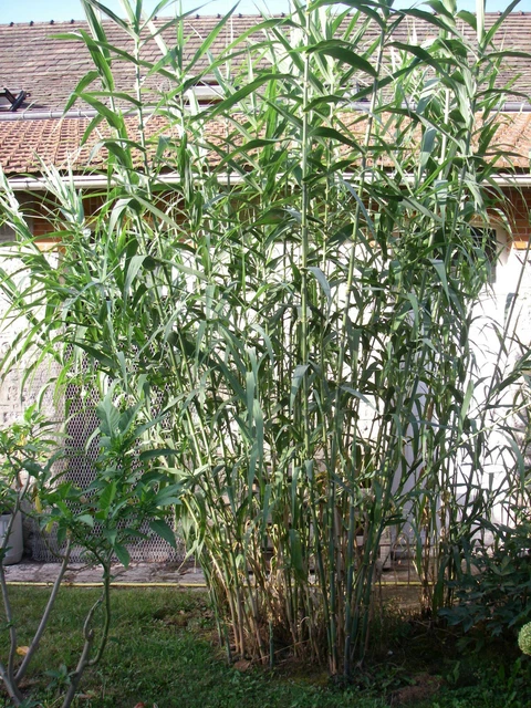 Arundo Donax 'Ely' - Canne De Provence Naine En Godet, Feuillage Panaché Vert-argent
