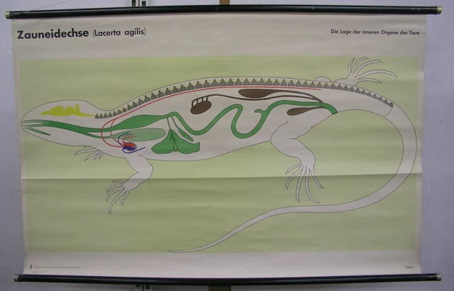 SCHOOL MURAL FENCE Lizard Dragon Dragon Internal Organs 116x75cm ~1970 ...