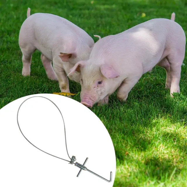 Attrape-cochon en acier inoxydable, poteau pour animaux, chiens, porcs