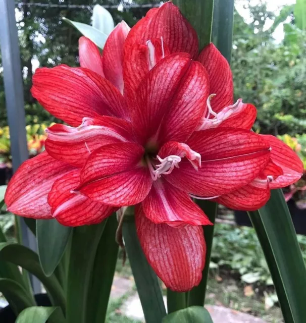 Amaryllis Hippeastrum Seeds "Dragon Heart" • Israel