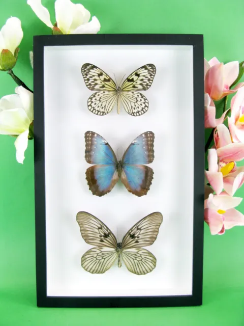 3 real beautiful and huge butterflies in the XXl showcase - single piece - 15