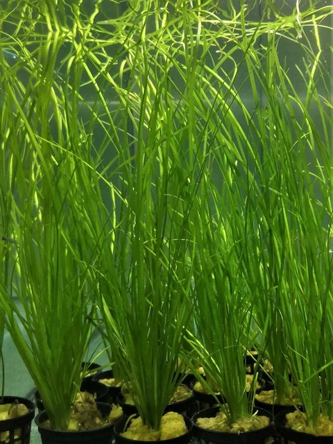 Vallisneria Nana - Plante Aquatique - Plante Aquarium