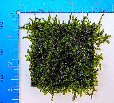 6 square inch matt of java moss !Buy3 Get1 Free! Taxiphyllum barbieri