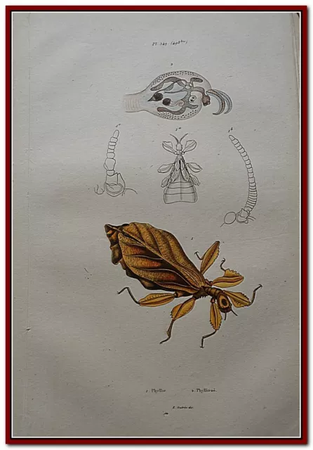 [GRAVURE] INSECTE en forme d'arbre Vert ou marron CANADA PHILLYES  - FRIES 19è