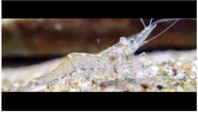 10 Live Freshwater TEXAS Ghost (Glass Grass) Shrimp fur Aquarium Cleaning Pets