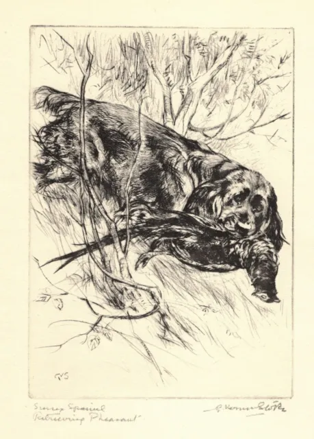 Antique Sussex Spaniel Print Vernon Stokes Hunting Dog Art Print 4777c