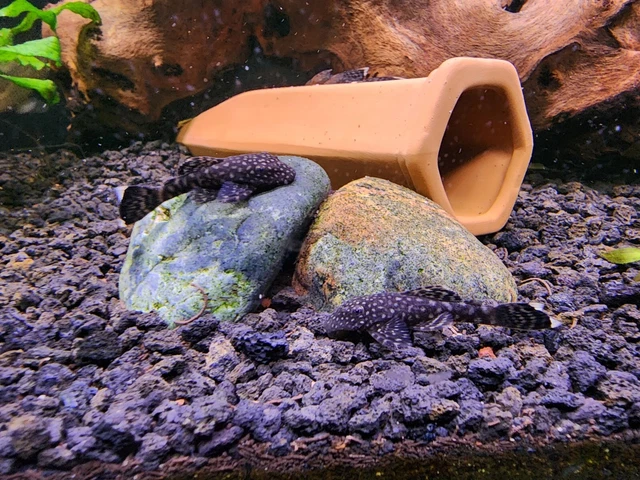 Common Black Bristlenose/Bushynose pleco live fish 1.5 In 5 PACK !!