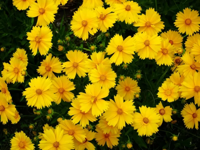 1000+ Samen Mädchen Auge Coreopsis lanceolata Wildblumen Garten Wiesen Blumen