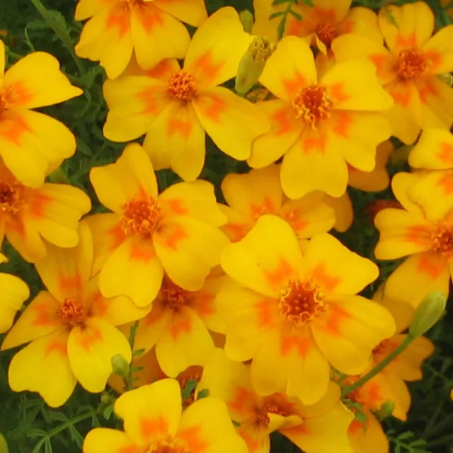 GEWÜRZTAGETES 'Tangerine Gem' 200 Samen TAGETES TENUIFOLIA essbar STUDENTENBLUME