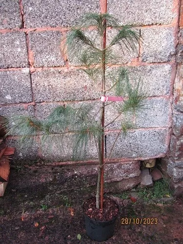Pinus armandii, Chinese white pine 5L 110-120cm