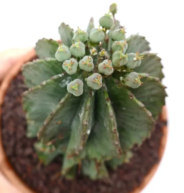 Euphorbia horrida OLD SPECIMEN EX private collection 15/92