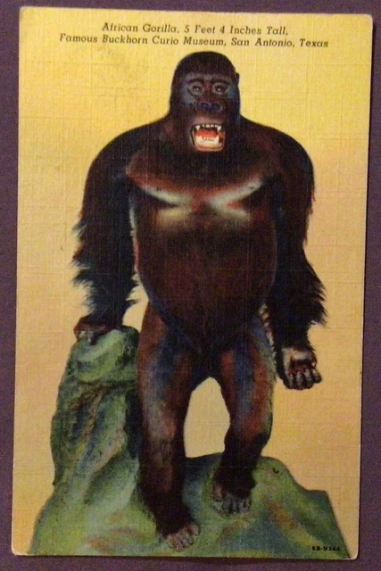 ANTIQUE AFRICAN GORILLA Buckhorn Curio Museum San Antonio Texas 1950s