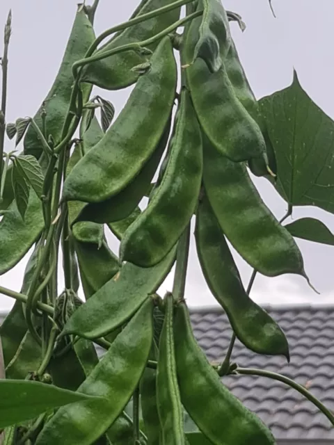 Hyacinth Bean (শিম) 7 Seeds Very High Yielding Indian Bangladeshi Shim OZ Grown