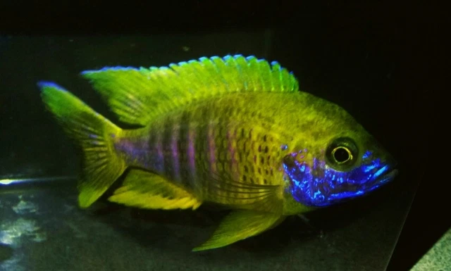 Lemon Jake Peacock Aulonocara Cichlid, Guaranteed