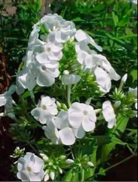 Phlox Paniculata Adessa® 'White' Perennial Garden Plug Plants Pack x6