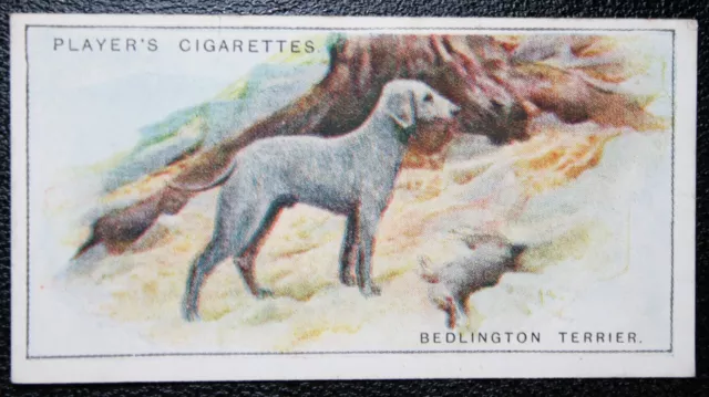 BEDLINGTON TERRIER  with Rabbit   Vintage 1920's Illustrated Card  WC09M