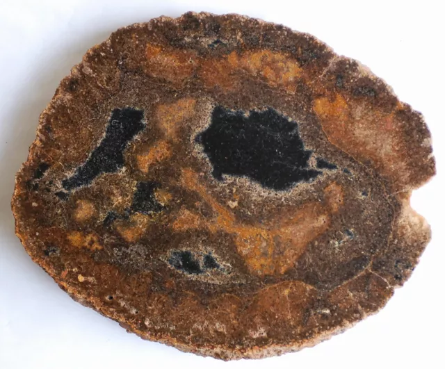 Large, Polished, Wyoming Tempskya (Petrified Tree Fern Round)