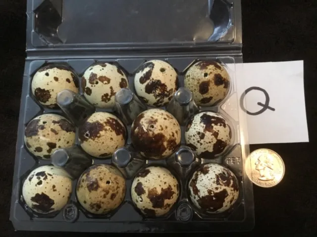 Lote de 12 huevos de codorniz de un agujero artesanías de Pascua de color natural real soplados Q