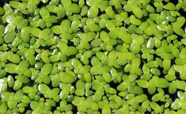 1 Cup Duckweed, Fish Koi Food, Pond Plant