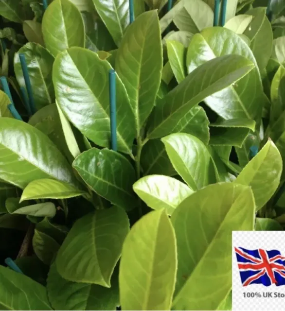 50 x   cherry laurel hedging/tree seeds 50 seeds freshly harvested Evergreen