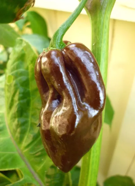 Chocolate Scotch Bonnet Chilli Hot Pepper Seeds  - limited stock