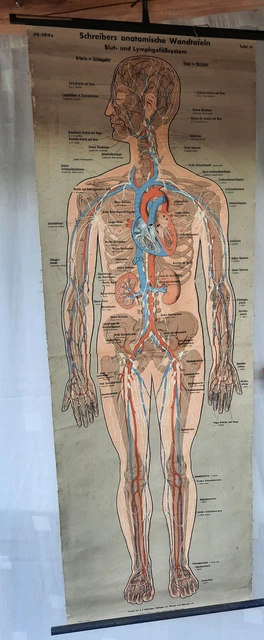 ***Schreibers anatomische Wandtafeln Blut und Lymphgefäßsystem Alte Karte***
