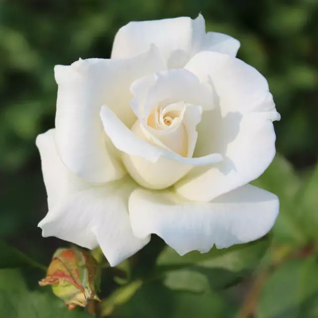 50 Pcs White Rose Shrub Flower Seeds Fragrant Perennial Flowers For Garden