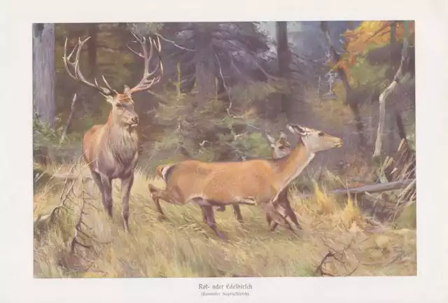 Ciervo Rojo Cervus Elaphus Alce Ciervo Impresión en Color De 1916 Rotwild