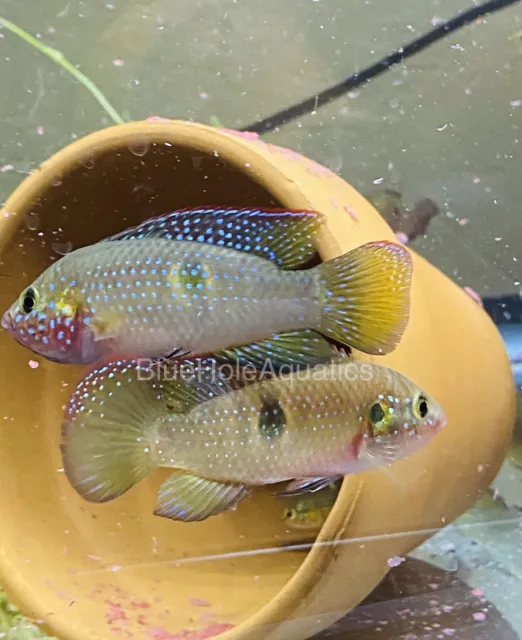 2 Jewel Cichlids 3”+ Fresh Water Live Aquarium Fish