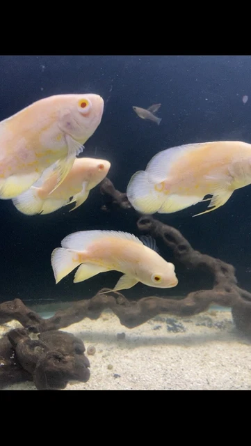 Albino Oscar 5" To 6” plus top Breeder.  live tropical fish