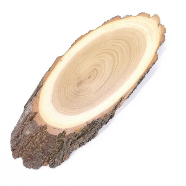 Escudo de Trofeo Acacia Af 17 CM Muy Pequeño Corzo Cornamenta Baumschild Disco
