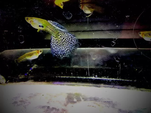 SPECIAL!!! 10 ( ten ) Purple Grass Guppy fry ( Lavender) SPECIAL!!! 10 ( ten ) Purple Grass Guppy fry ( Lavender)