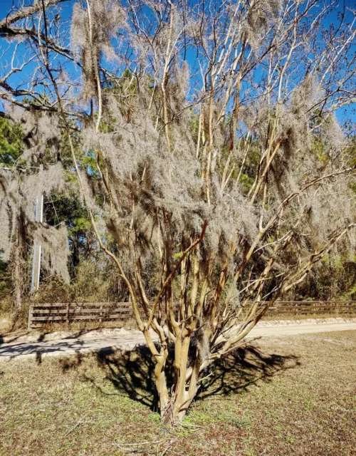 Musgo De Roble Español Orgánico De Florida/Para Artesanía/Temporal/Decoración/Floral