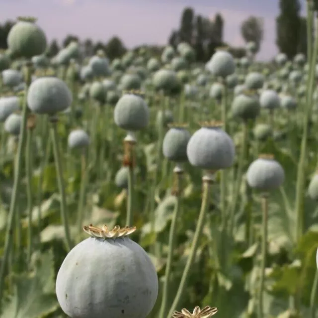 *Indian Album White*  -  Poppy Seeds   -   Papaver Somniferum  -  2.500  seeds