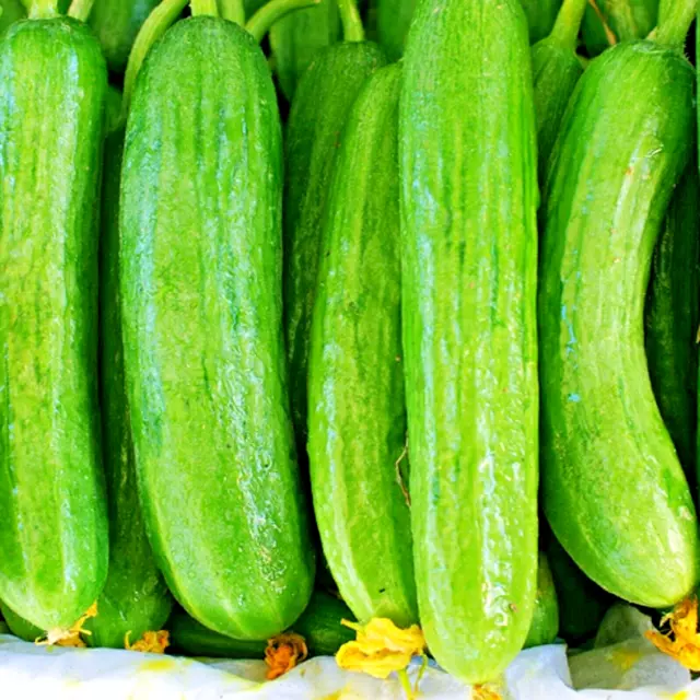 Cucumber Beit Alpha 20+ Seeds  Cucumber Seeds SPRING SUMMER Vegetable Garden