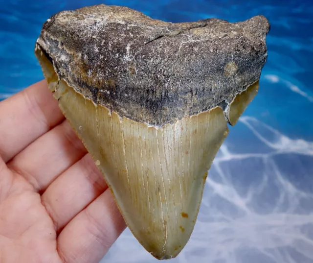Megalodon Shark Wide Posterior Thick Serrated Tooth~ 3.71" ~ Real Fossil~