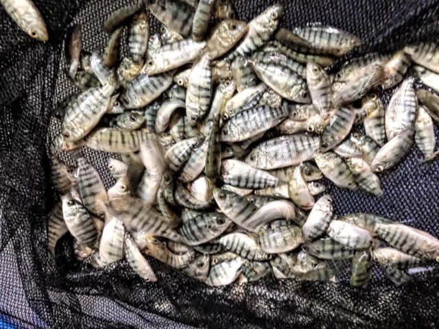 3/4” - 1”  ** Live Blue Tilapia (Fry) 100 Count