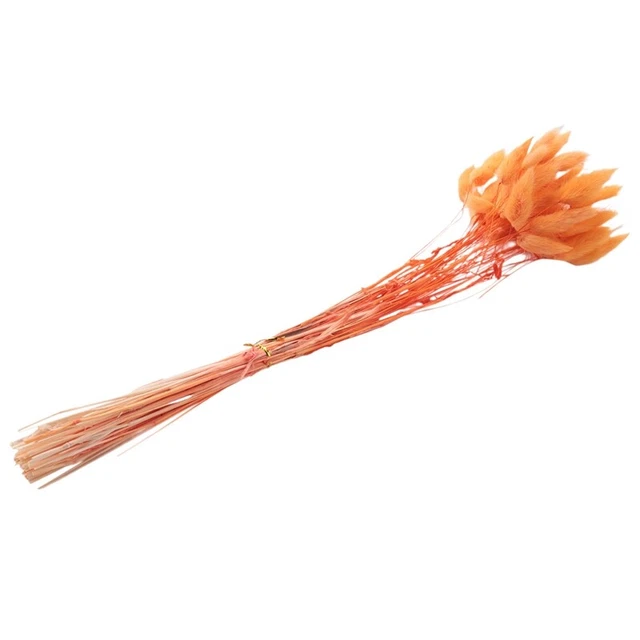 60 pz Ovatus Coda di Coniglio Erba per Floreale Essiccato (Arancione) P8A2
