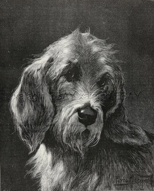 Dog Otterhound, Portrait of this Rare Breed, Large 1880s Antique Print