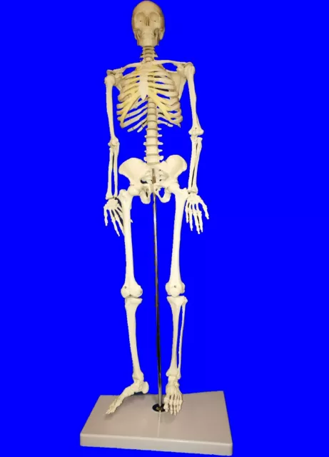 NEW Professional Human Skeleton Model, Half Nature Size(85cm),Medical Anatomical