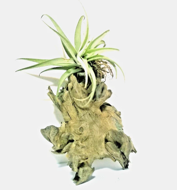 100% Organic Air Plant Holder Timber Bark Home Deco aquarium fish tank bogwood 2