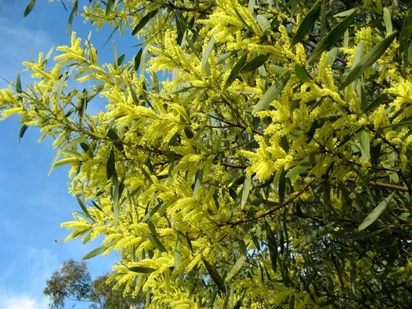 Sydney Golden Wattle (Acacia longifolia)  - 6 cuttings - Tasmanian Grown