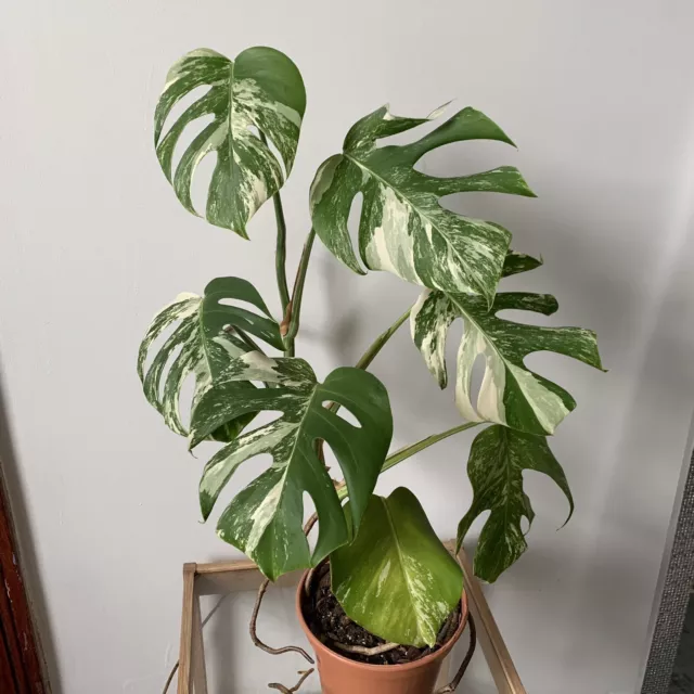 Highly Variegated Monstera Albo Large Plant 7 Leaves Established Well Rooted