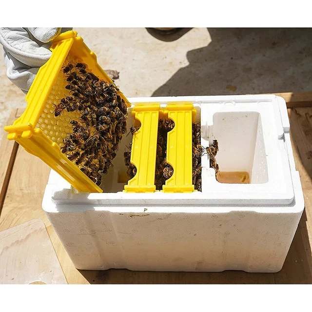 BEEKEEPING TOOL FOAM Queen Bee Rearing Mating Pollination Box Beekeeper