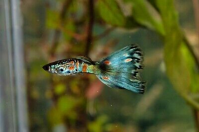 Fancy guppies ( multi delta and blue moscow mix) 25  fry