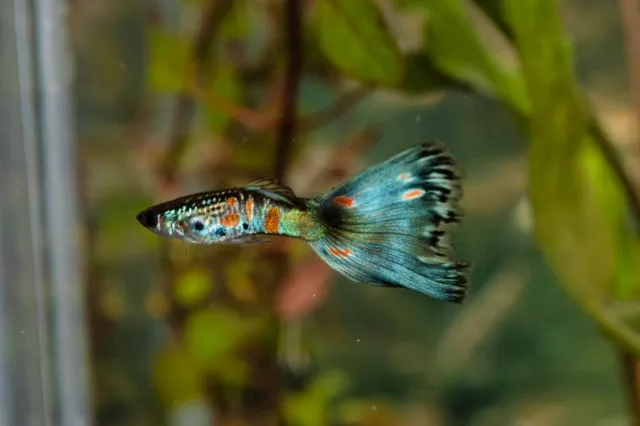 Fancy guppies ( multi delta and blue moscow mix) 40 fry